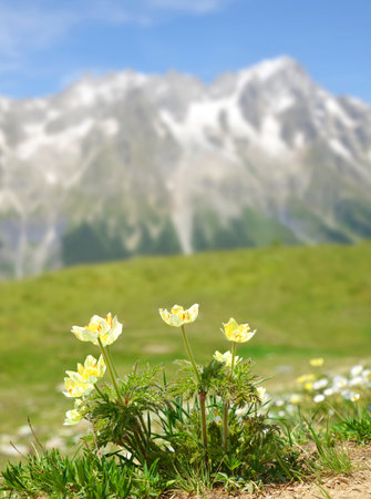 Mountain flower Pulsatilla alpina or Anemone with mount Grandes Jorasses at the background, Mont Blanc massif, Courmayeur, Italy.の写真素材