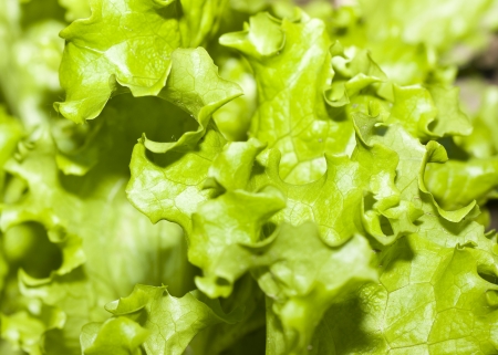 salad の写真素材