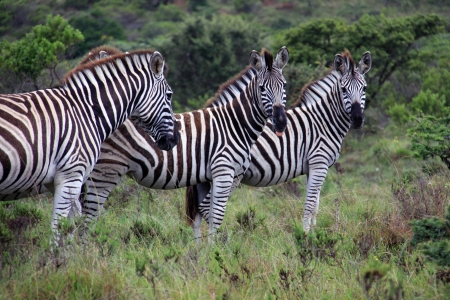 A group of zebra's grassing in Kap River Nature Reserve, South Africaの写真素材