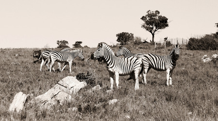 A group of zebras grassing in Kap River Nature Reserve, South Africa.の写真素材