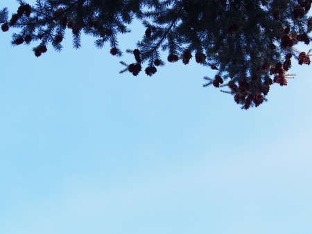 spruce branches with cones on a light blue sky background, background for Christmas cards, sunny blue sky with twigs on the edge of the surface, background, wallpaperの写真素材