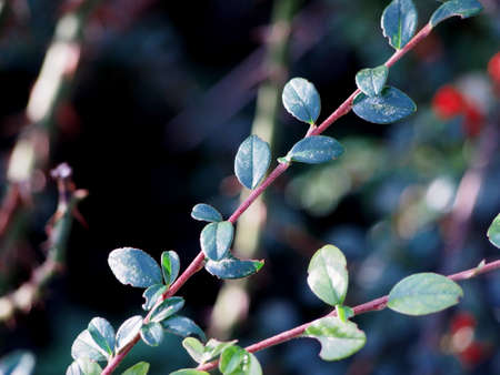 twigs with small green leaves on a dark background, sunny day in the garden, autumn green bushes,...