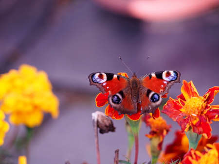 admiral butterfly on velvet flower in sunlight, autumn orange flowers with brown butterfly with blue, white and red circles and black spotsの写真素材