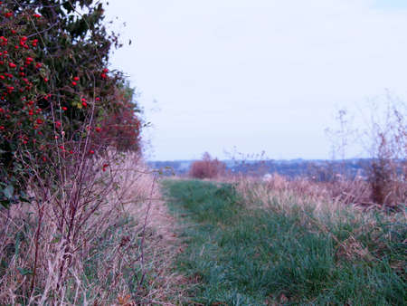 autumn landscape with grass, trees and rose hips, red rose hips, nature in autumn, dry weeds