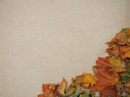 autumn background with dry maple leaves on a gray linen background, fallen colorful leaves, brown...