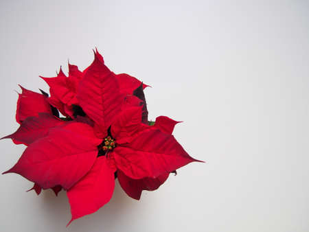 christmas decoration background for greeting card, red flowers plants poinsettia roses beautifully blooming, close-up of christmas blossom, festive mood, gray backgroundの写真素材