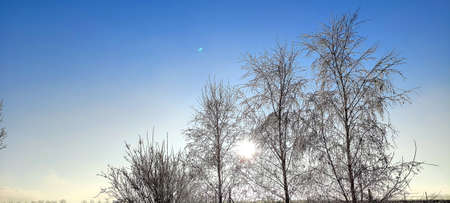 winter tree branches with white icing, blue sky, december morning frosts in nature, garden in...