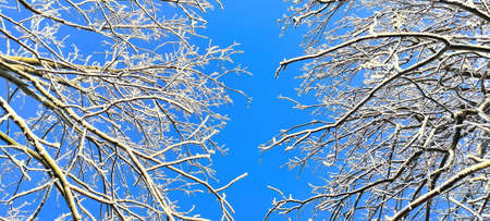 winter tree branches with white icing, blue sky, december morning frosts in nature, garden in...