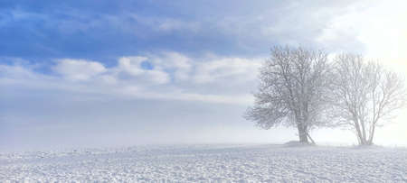 snowy meadow with mature tree on the edge, field in the background, white snow, blue sky, winter landscape, background, wallpaper,の写真素材