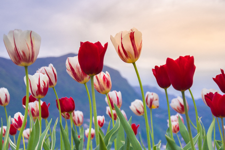 Colors of tulip at lugano lakeの写真素材
