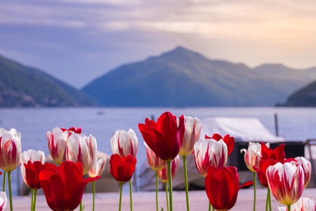 Colors of tulip at lugano lakeの写真素材