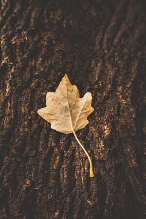 Pictures of a leaf and trees in autummの写真素材