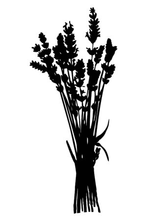 Bunch of lavender flowersのイラスト素材