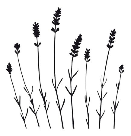 Bunch of lavender flowersのイラスト素材
