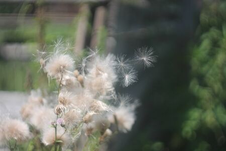 Plant seeds are carried by the wind. Cirsium arvense close-up, blurred background.