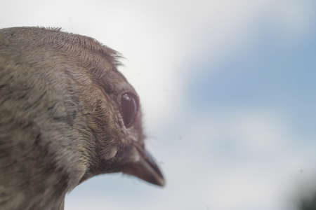Portrait of a bird against the sky
