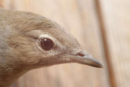 bird head close up