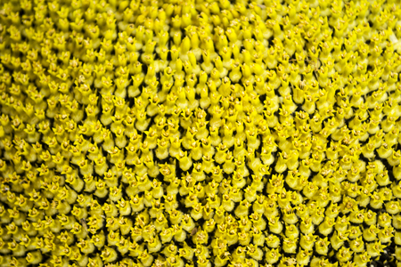 The core of sunflowerの写真素材