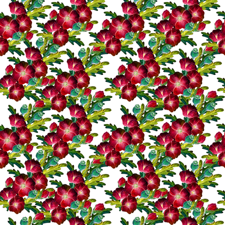 Seamless pattern with poppies on a white backgroundの写真素材