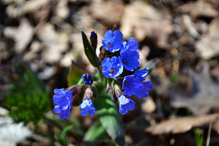 Blue small flowers. Blurred background. Spring flowers. Early spring flower in the field. Easter holiday conceptの写真素材