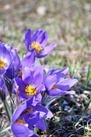 Lilac snowdrop. Sleep grass. Early spring flower in the field. Easter holiday concept. blurred background.の写真素材