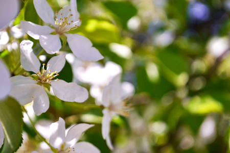 White Apple Flowers. Beautiful flowering apple trees. Background with blooming flowers in spring day. Spring blossom of apple treeの写真素材