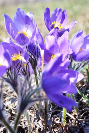 Lilac snowdrop. Sleep grass. Early spring flower in the field. Easter holiday concept. blurred...