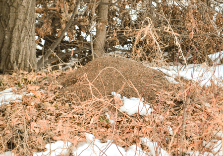 Large anthill in the forest, covered with leaves and snow in early spring. Forest life in the spring.の写真素材