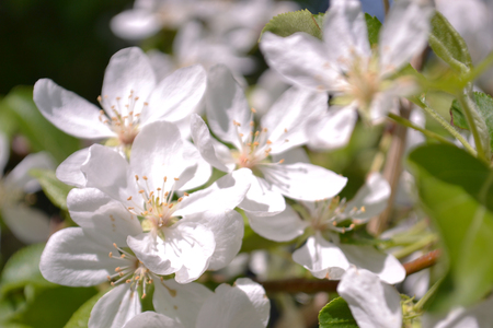 White Apple Flowers. Beautiful flowering apple trees. Background with blooming flowers in spring dayの写真素材
