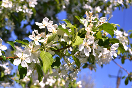 Apple trees in bloom. Blooming spring. Tree in flowers. Blossoming tree branch with white flowers on bokeh blue background.の写真素材