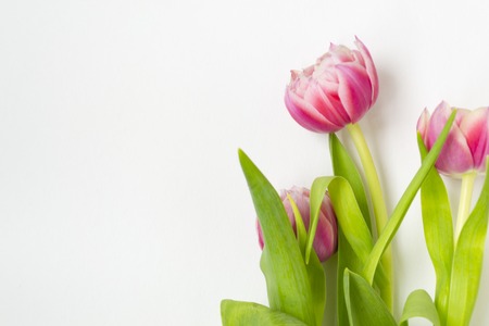 Three pink flower tulips on a white background. There is a place for text and congratulations.の写真素材