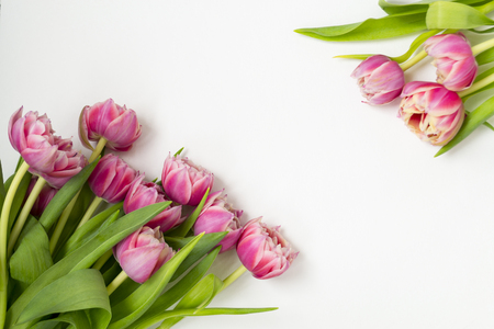 Pink flowers tulips bouquet of flowers on a white background. There is a place for text and congratulations.の写真素材