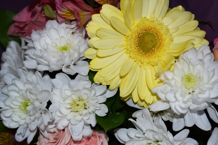 Yellow and white chrysanthemum flowers in a bouquet. Congratulations flowers.の写真素材