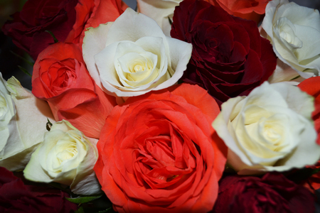 Bouquet of red and white roses. Flower greeting.の写真素材