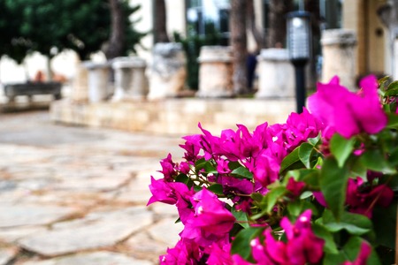 Bougainvilla flowers. Pink flowering plants. Blurred background.の写真素材