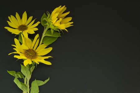 A bouquet of yellow sunflowers lies on a black background, chalk board. There is a place for text. Concept summer, harvest.の写真素材