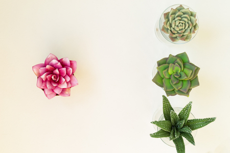 Succulent pink and green plants isolated on white background. There is a place for text.の写真素材