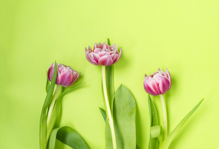 Three pink tulip flowers lying on a green background. There is a place for text.の写真素材