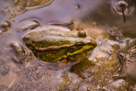 One big green frog sits in the water of a pond among muddy yellow algae. Summer day.の写真素材