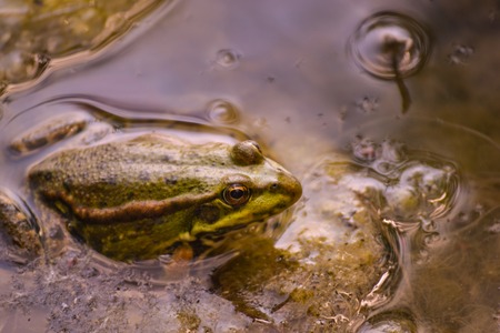One big green frog sits in the water of a pond among muddy yellow algae. Summer day.の写真素材