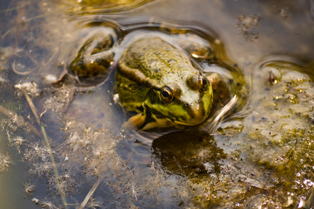 One big green frog sits in the water of a pond among muddy yellow algae. Summer day.の写真素材