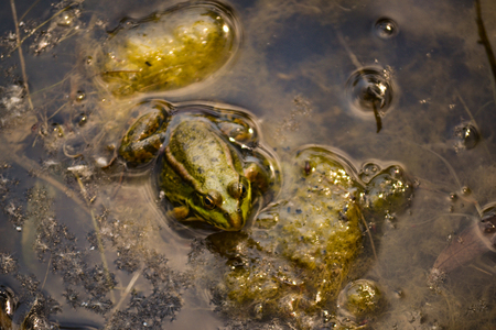 One big green frog sits in the water of a pond among muddy yellow algae. Summer day.の写真素材