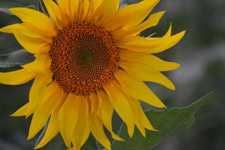 Sunflower is blooming. A large species of flower seeds. Summer. Yellow flower. Sunflower in the field. Blurred background.の写真素材