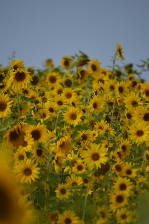 Many yellow, bright sunflowers grow in a green field. Yellow flowers. Summer heat. Blurred background. Harvest concept.の写真素材