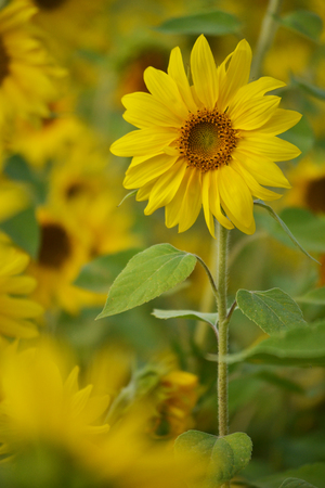 Sunflower is blooming. A large species of flower seeds. Summer. Yellow flower. Sunflower in the field. Blurred background.の写真素材