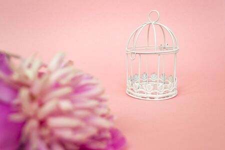 Pink peony flower on pink pastel background close up. White cell in the background. There is a place for text. Wedding concept.の写真素材