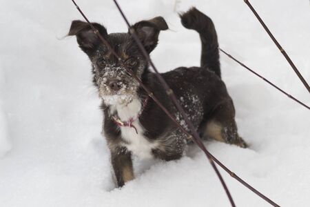 Black shaggy dog frolic on white snow in winter on the streetの写真素材