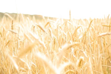 Wheat field. Ears of golden wheat close-up. Beautiful nature . Rural landscape under the shining sunlight. Background of ripening wheat field ears. The concept of a rich harvest. blurred backgroundの写真素材