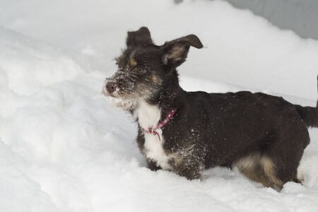 Black shaggy dog frolic on white snow in winter on the streetの写真素材