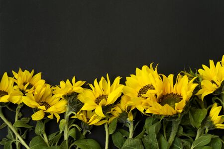 Bouquet of yellow blooming sunflowers on a black background, chalk board. There is a place for text. Flat lay on top.の写真素材